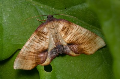 Plagodis dolabraria (kropenatec žíhaný)