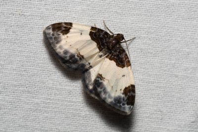 Mesoleuca albicillata (píďalka maliníková)