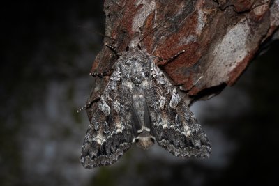 Eurois occulta (osenice velká)