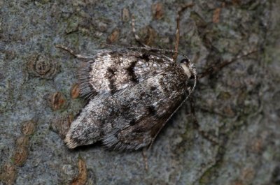 Operophtera fagata (píďalka lesní)
