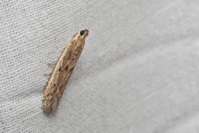 Homoeosoma nebulella (zavíječ slunečnicový)