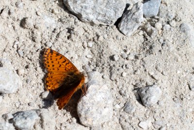 Boloria pales (-)