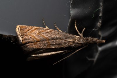 Platytes cerussella (travařík lipnicový)