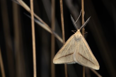 Aspitates gilvaria (-)
