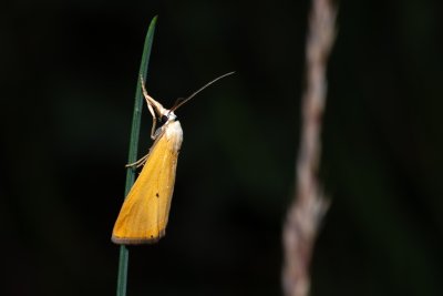 Xanthocrambus saxonellus (-)