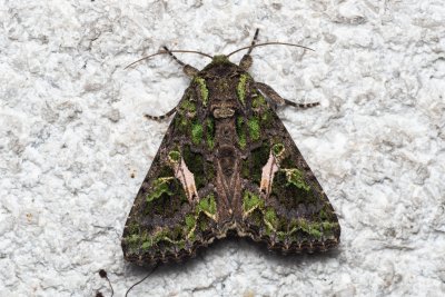 Trachea atriplicis (blýskavka lebedová)