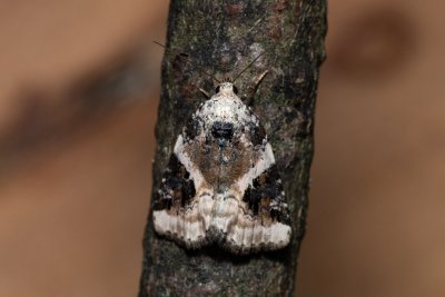 Pseudeustrotia candidula (světlopáska bělavá)