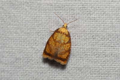 Acleris bergmanniana (obaleč šípkový)