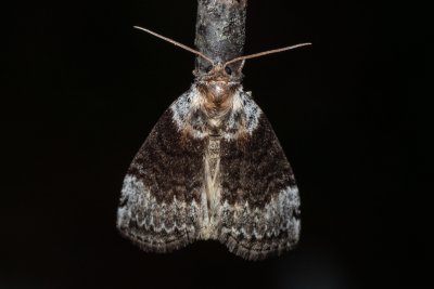 Tetheella fluctuosa (můřice březová)