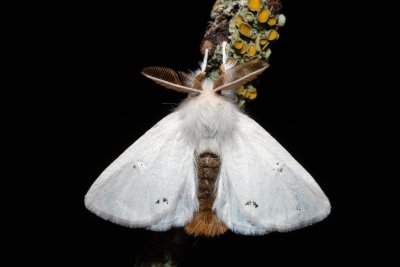 Euproctis chrysorrhoea (bekyně zlatořitná)