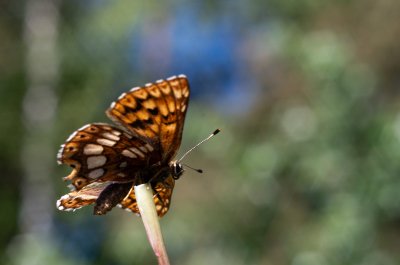 pestrobarvec petrklíčový