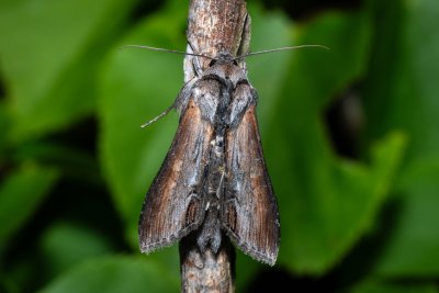 Cucullia asteris (kukléřka hvězdnicová)