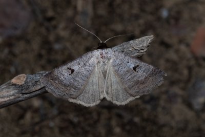 Lygephila pastinum (hnědopáska obecná)