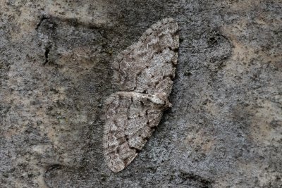 Aethalura punctulata (různorožec olšový)