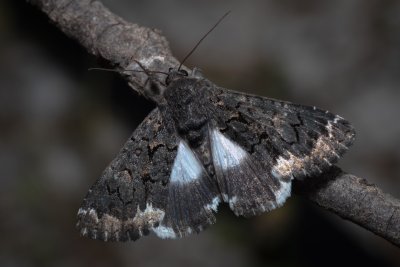 Catephia alchymista (hnědopáska alchymista)