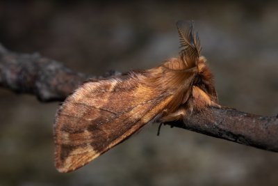 Ptilophora plumigera (hřbetozubec javorový)