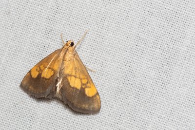 Evergestis limbata (zavíječ hnědopásný)