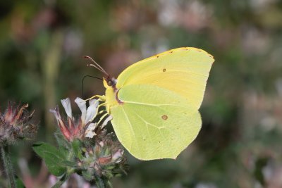 žluťásek půvabný