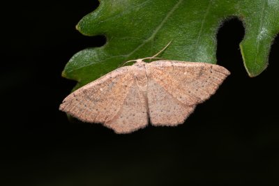 Cyclophora ruficiliaria (očkovec kropenatý)