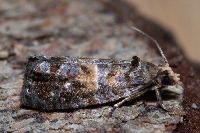 Cymolomia hartigiana (-)
