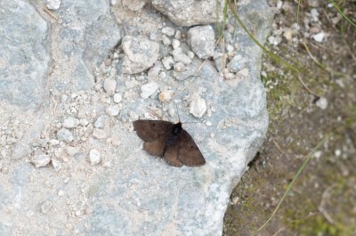 Glacies alpinata (huňatec alpínský)