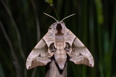 Smerinthus ocellatus (lišaj paví oko)