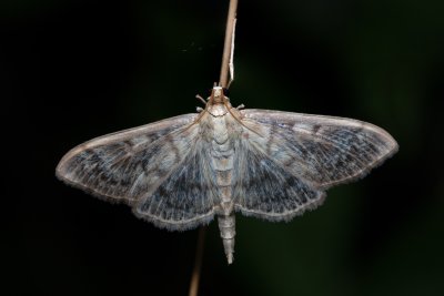Pleuroptya ruralis (zavíječ kopřivový)