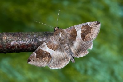 Dysgonia algira (hnědopáska temnopásá)