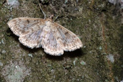 Anania perlucidalis (-)