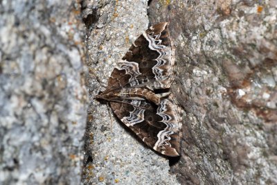 Eulithis prunata (píďalka švestková)