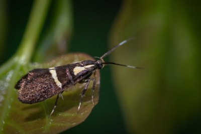 Dasycera oliviella (-)