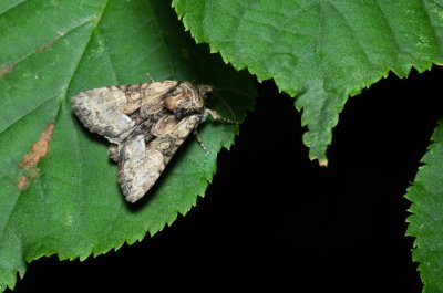 Pabulatrix pabulatricula (-)