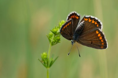 Aricia agestis (modrásek tmavohnědý)