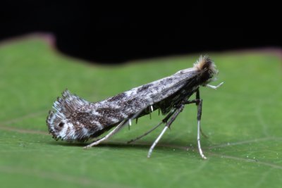 Parornix sp.