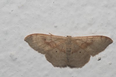 Idaea bilinearia (žlutokřídlec hnědavý)