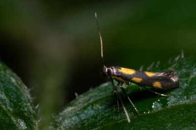 Euspilapteryx auroguttella (-)