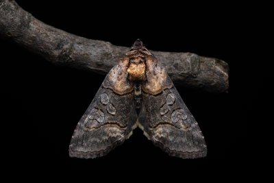 Abrostola asclepiadis (kovolesklec tolitový)