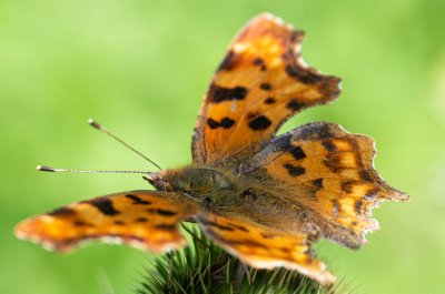 Polygonia c-album (babočka bílé c)