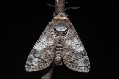 Cossus cossus (drvopleň obecný)