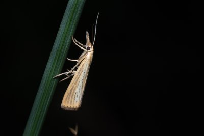 Agriphila straminella (travařík pastvinný)