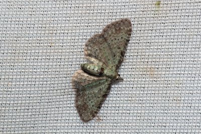 Pasiphila debiliata (píďalička borůvková)
