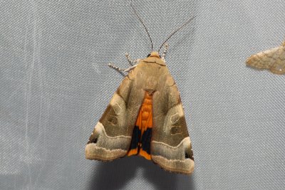 Noctua fimbriata (osenice zemáková)