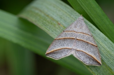 Colobochyla salicalis (šedice jívová)