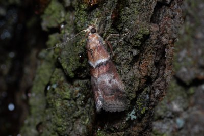 Acrobasis repandana (zavíječ dubový)