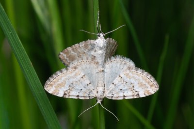 Perizoma albulata (píďalka kokrhelová)