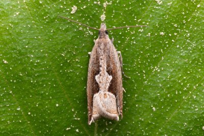 Ancylis geminana (-)