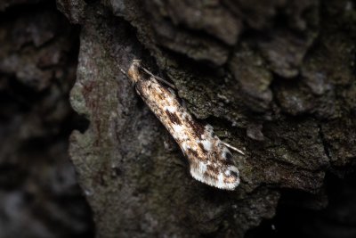 Nemapogon fungivorella (-)