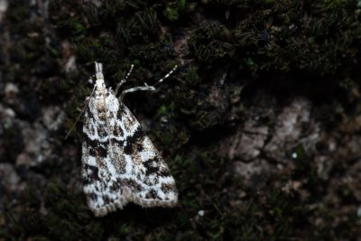 Eudonia delunella (-)