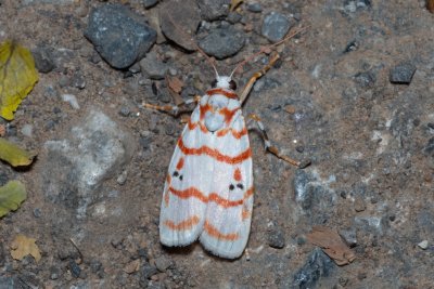 Cyana sp.