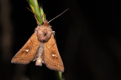 Mythimna conigera (plavokřídlec skořicový)